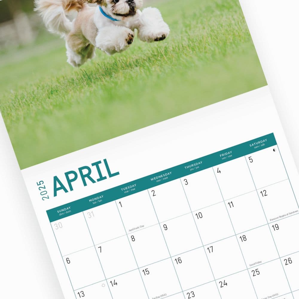 Shih Tzu 2025 Wall Calendar Sixth Alternate Image