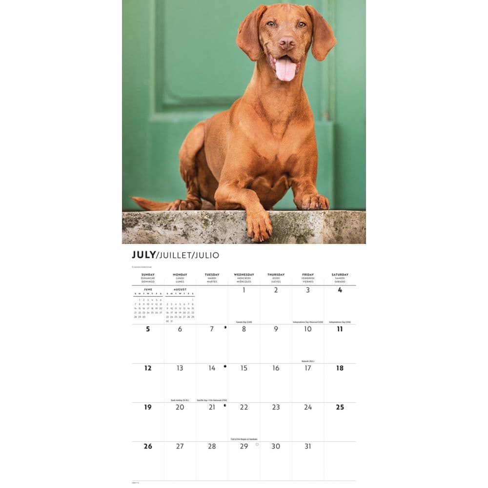 Vizslas 2026 Wall Calendar Fourth Alternate Image