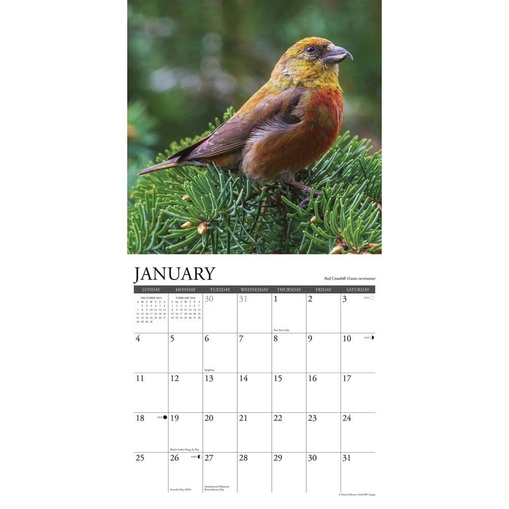 Garden Birds 2026 Wall Calendar Second Alternate Image