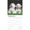 image Bichon Frise Puppies 2025 Wall Calendar Third Alternate Image width=&quot;1000&quot; height=&quot;1000&quot;