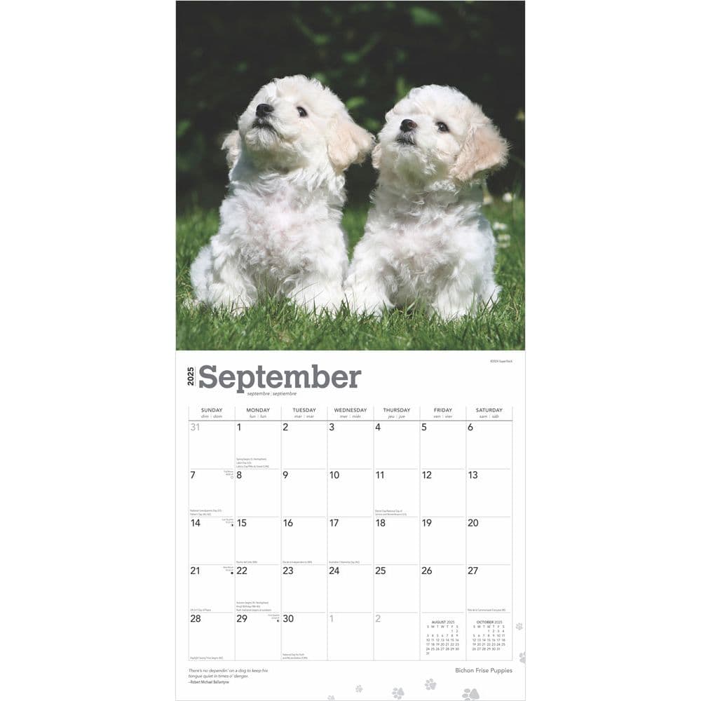 Bichon Frise Puppies 2025 Wall Calendar
