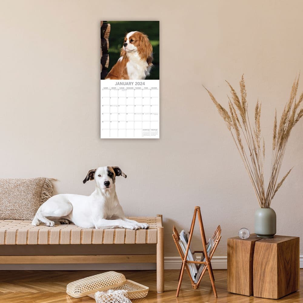 Cavalier King Charles Spaniels 2024 Wall Calendar