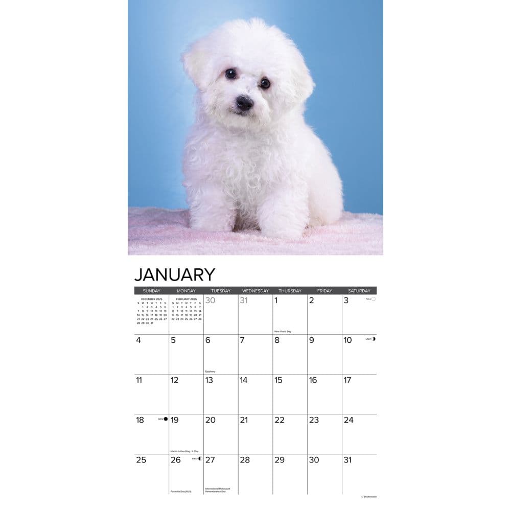 Just Bichon Frises Puppies 2026 Wall Calendar Second Alternate Image