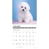 image Just Bichon Frises Puppies 2026 Wall Calendar Second Alternate Image