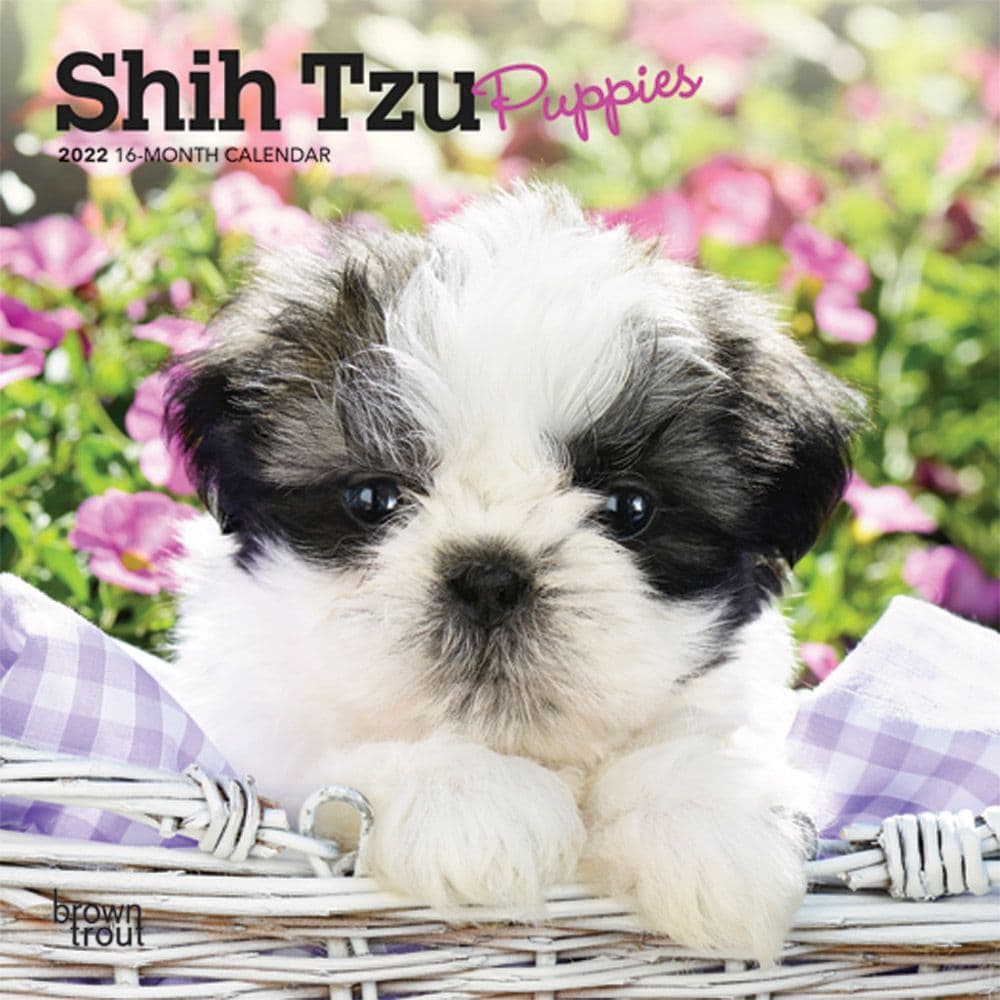 Shih Tzu Puppies 2022 Mini Wall Calendar Calendars