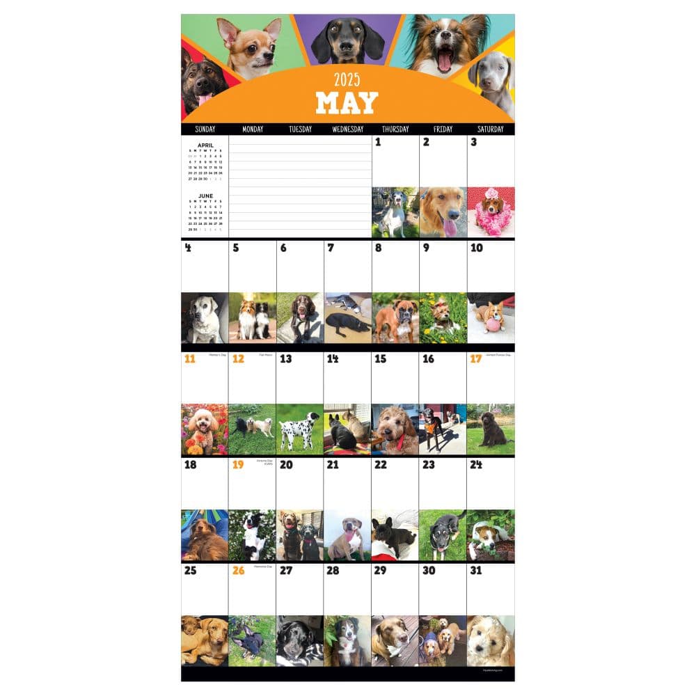 Dog A Day 2025 Wall Calendar Second Alternate Image