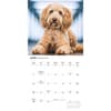 image Just Labradoodles 2026 Wall Calendar Third Alternate Image
