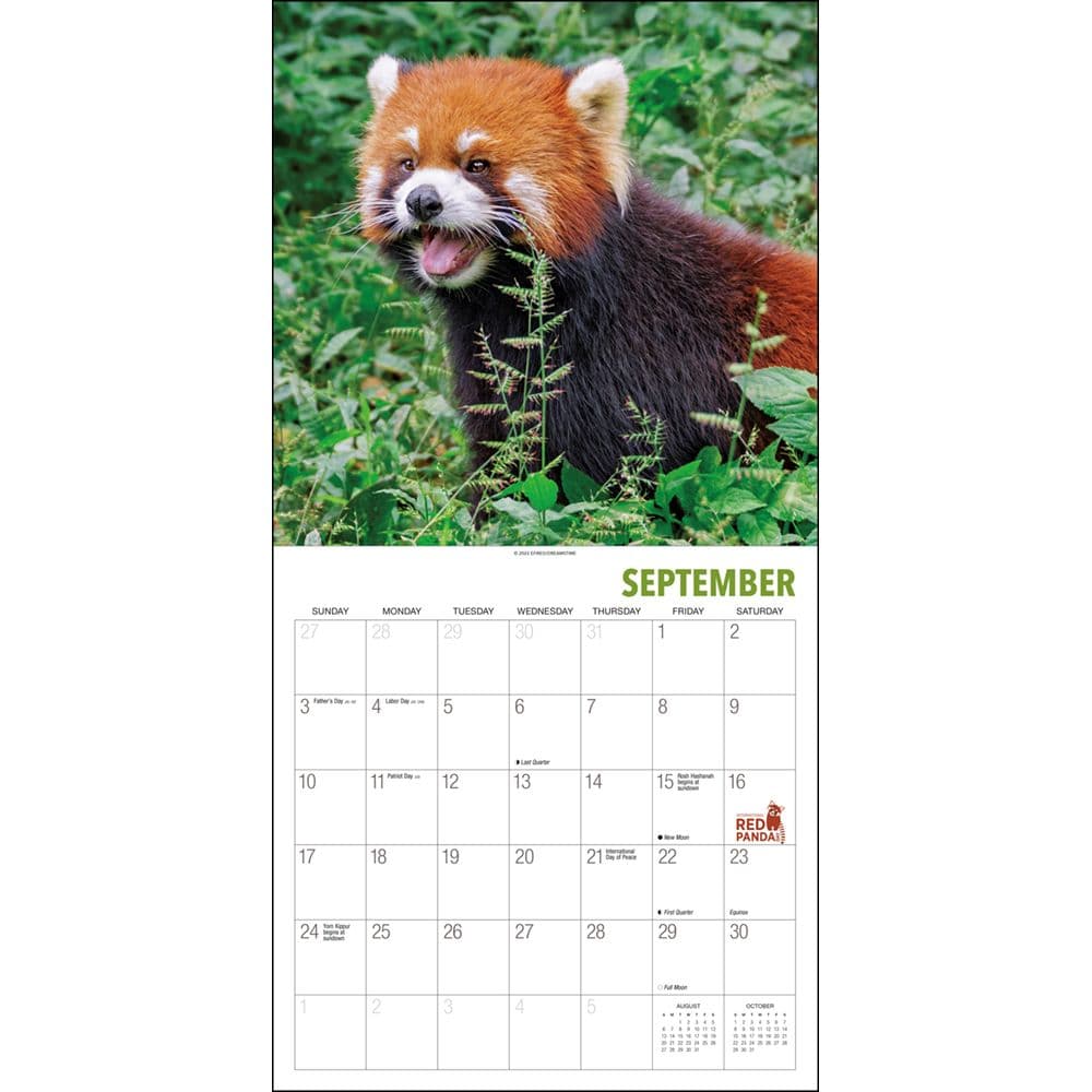 Red Pandas 2023 Wall Calendar - Calendars.com