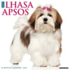 image Lhasa Apsos 2025 Wall Calendar  Main Image