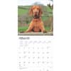 image Vizslas 2025 Wall Calendar Second Alternate Image width=&quot;1000&quot; height=&quot;1000&quot;