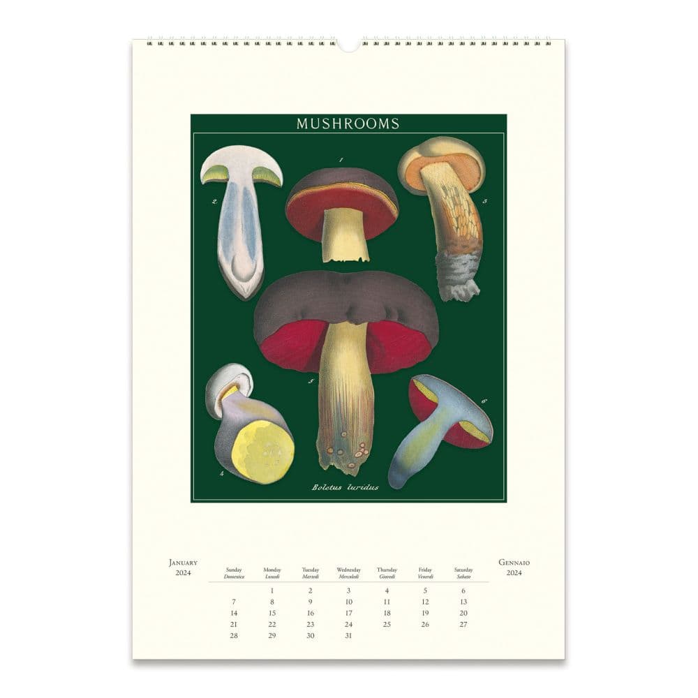 Mushrooms 2024 Poster Wall Calendar