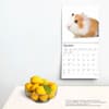 image Guinea Pigs 2025 Wall Calendar Fourth Alternate Image