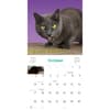 image Cats on Catnip 2027 Wall Calendar Fourth Alternate Image