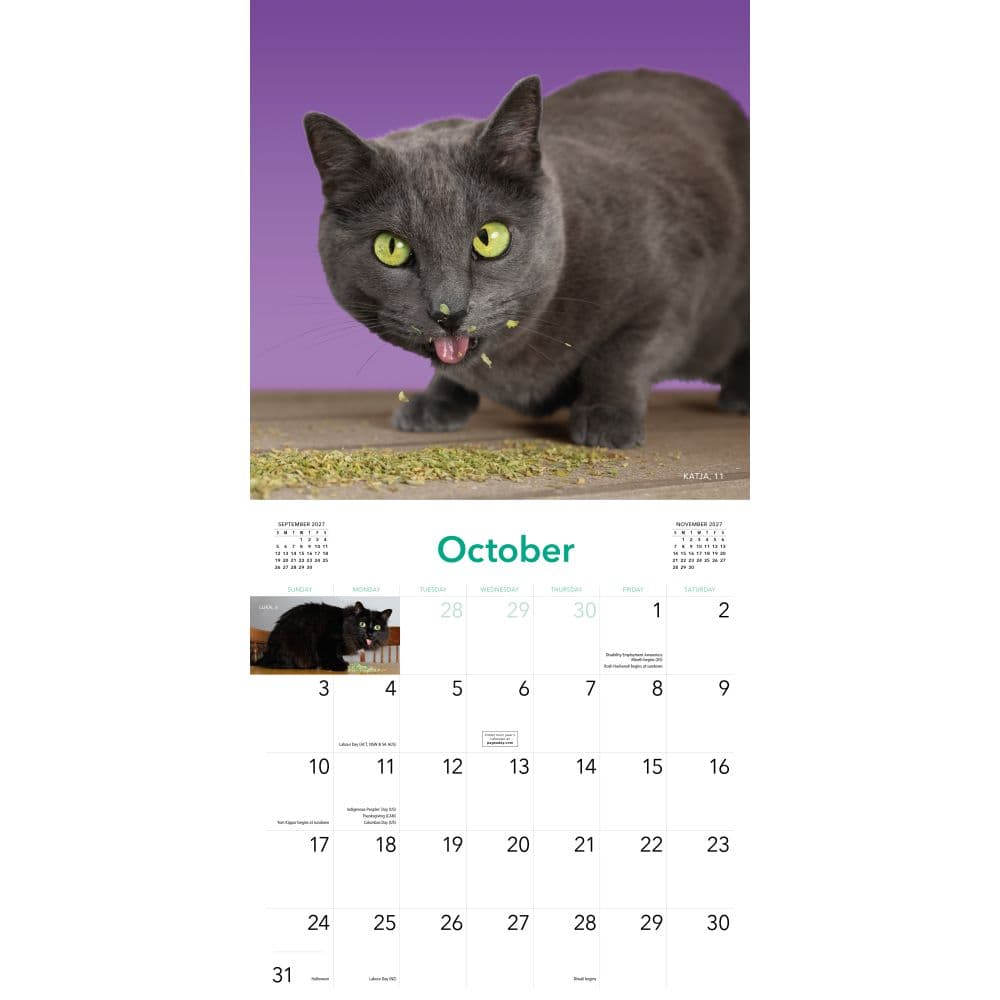 Cats on Catnip 2027 Wall Calendar Fourth Alternate Image
