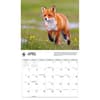 image Foxes WWF 2026 Wall Calendar Third Alternate Image