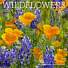 image Wildflowers 2024 Wall Calendar Main Product Image width=&quot;1000&quot; height=&quot;1000&quot;