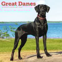 image Great Danes 2026 Wall Calendar Main Product Image
