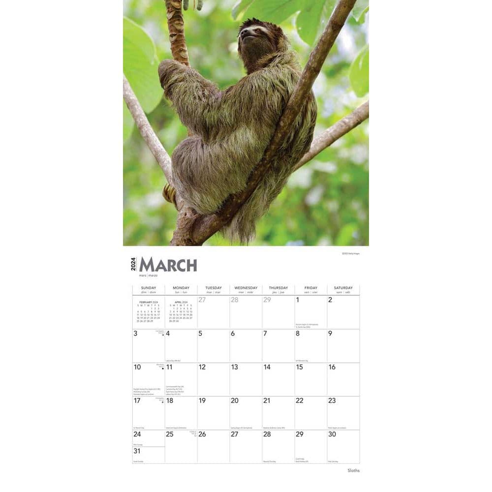 Sloths 2024 Wall Calendar