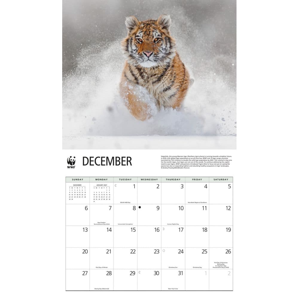 Tigers WWF 2026 Wall Calendar Fourth Alternate Image