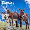 image Donkeys 2025 Wall Calendar Main Image
