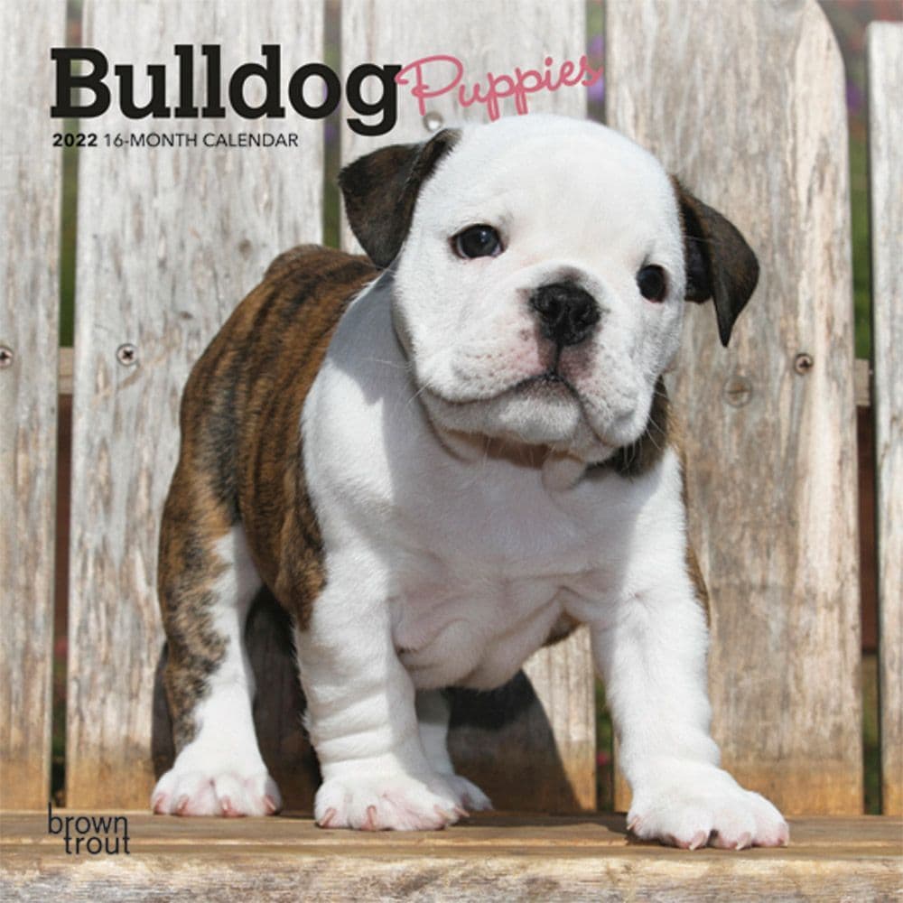 Bulldog Puppies 2022 Mini Wall Calendar - Calendars.com