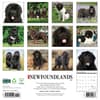 image Just Newfoundlands 2025 Wall Calendar First Alternate Image width="1000" height="1000"