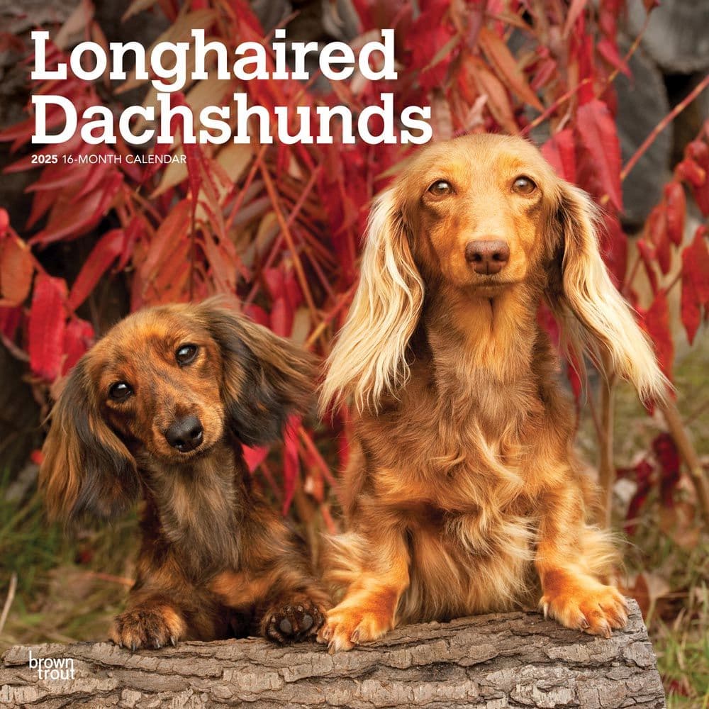 Longhaired Dachshunds 2025 Wall Calendar