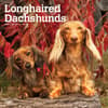 image Longhaired Dachshunds 2025 Wall Calendar