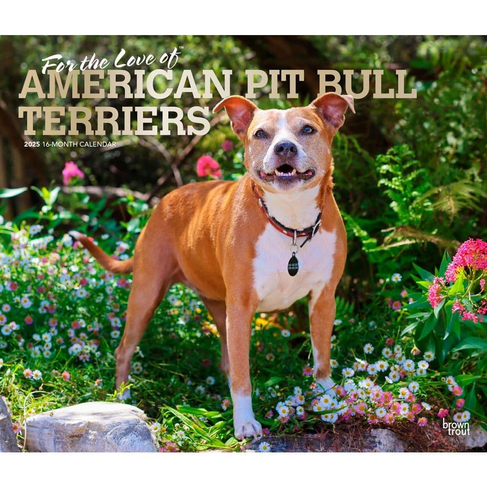 Pit Bull Terriers Deluxe 2025 Wall Calendar