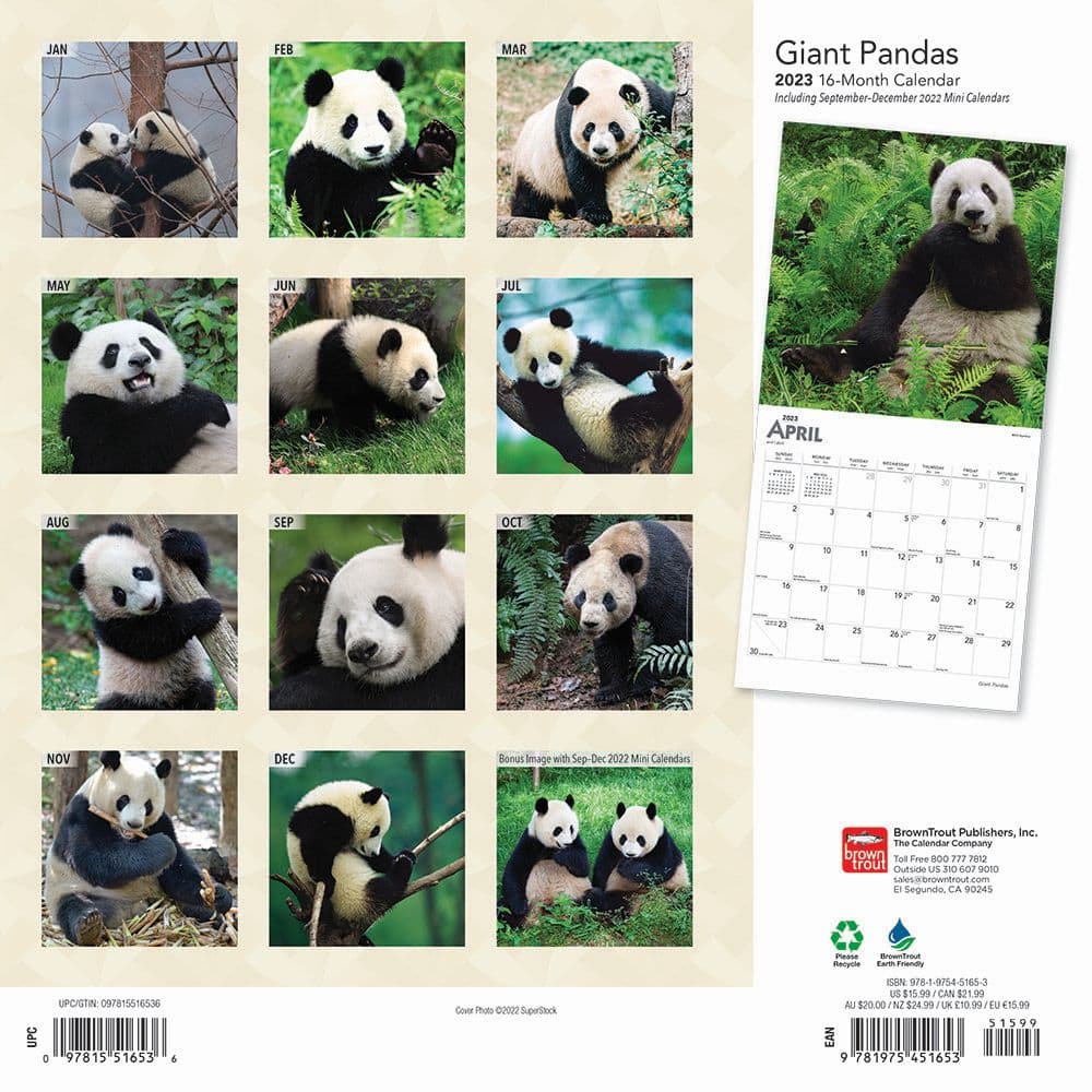 Giant Pandas 2023 Square Wall Calendar - Calendars.com