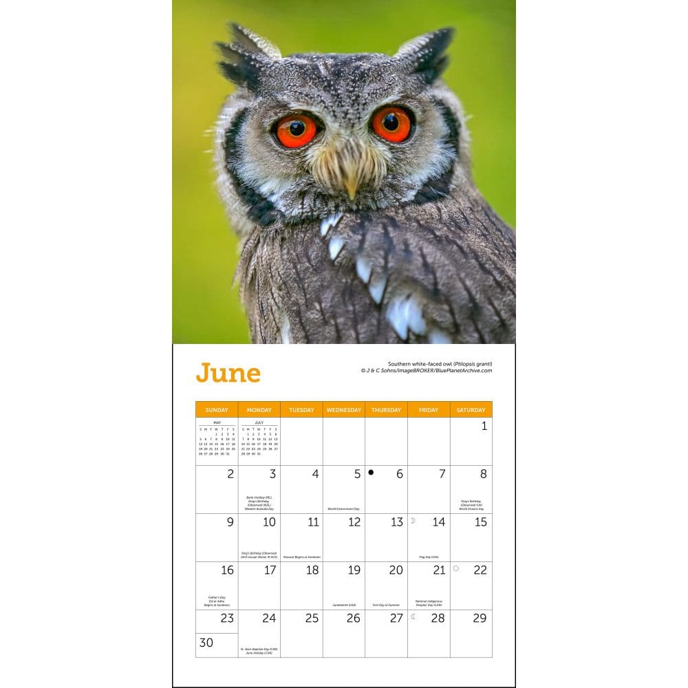 Owls 2024 Mini Wall Calendar