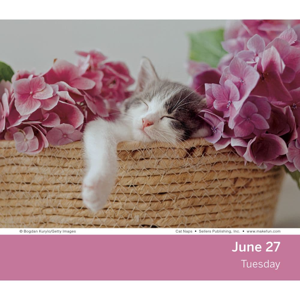 cat-naps-2023-desk-calendar-calendars