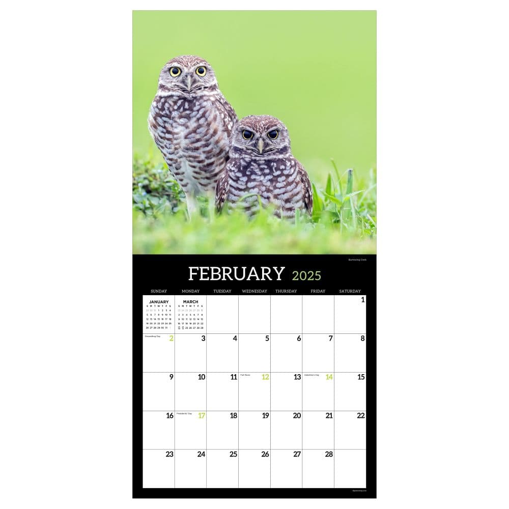 Owls 2025 Wall Calendar