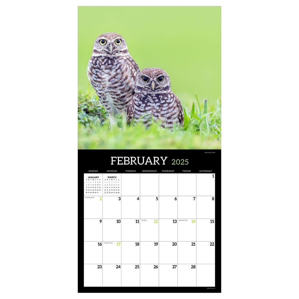 Owls 2025 Wall Calendar Second Alternate Image