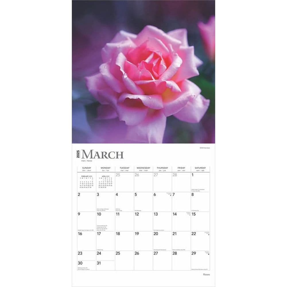 Roses 2025 Wall Calendar Second  Alternate Image