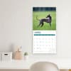 image Italian Greyhounds 2024 Wall Calendar