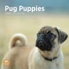 image Pug Puppies 2025 Wall Calendar Main Product Image