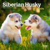 image Siberian Husky Puppies 2025 Mini Wall Calendar Main Image