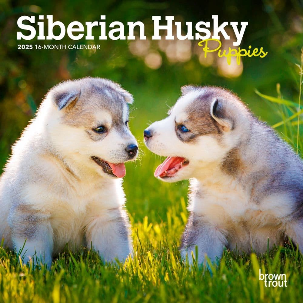 Siberian Husky Puppies 2025 Mini Wall Calendar Main Image