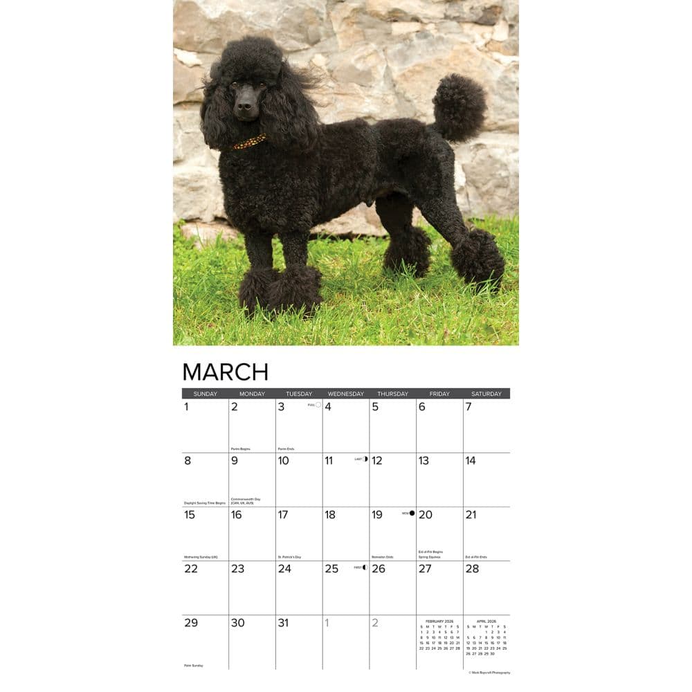 Toy and Miniature Poodles 2026 Wall Calendar Second Alternate Image