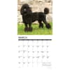 image Toy and Miniature Poodles 2026 Wall Calendar Second Alternate Image