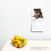 image Yorkshire Terrier Puppies 2024 Mini Wall Calendar Third Alternate Image width=&quot;1000&quot; height=&quot;1000&quot;