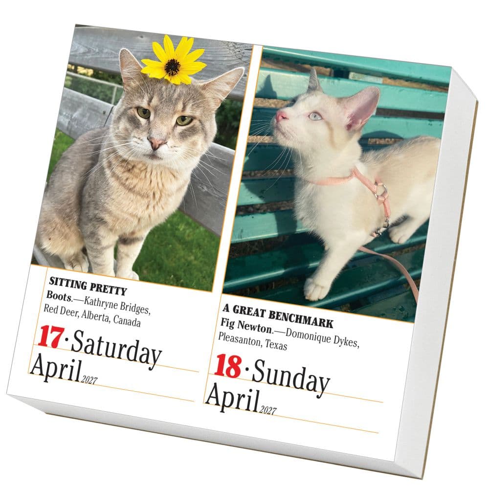 365 Cats 2027 Page-A-Day Desk Calendar Second Alternate Image