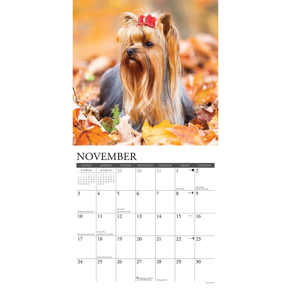 Just Yorkies 2024 Wall Calendar