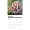 image Mushrooms 2024 Mini Wall Calendar Alt2