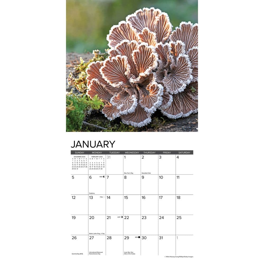 Mushrooms 2024 Mini Wall Calendar Alt2