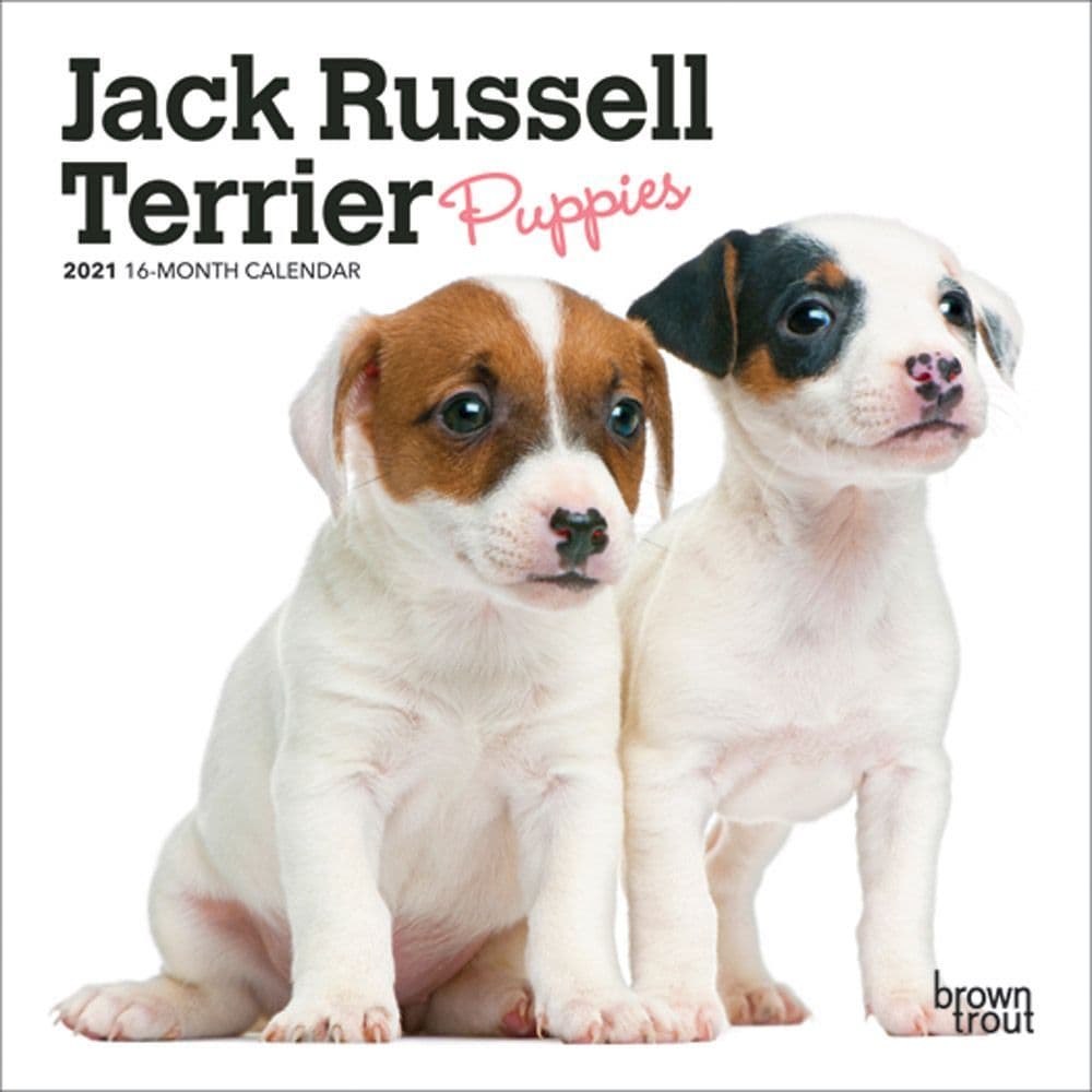 Animal Calendar JACK RUSSELL TERRIER Puppies 2020 Mini Wall CalendarDog 