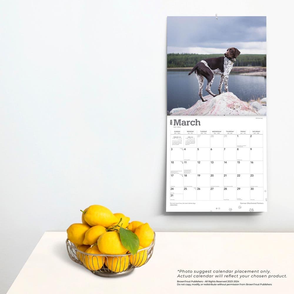 German Shorthaired Pointers 2024 Wall Calendar