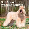 image Wheaten Terriers Soft Coated 2027 Wall Calendar Main Product Image
