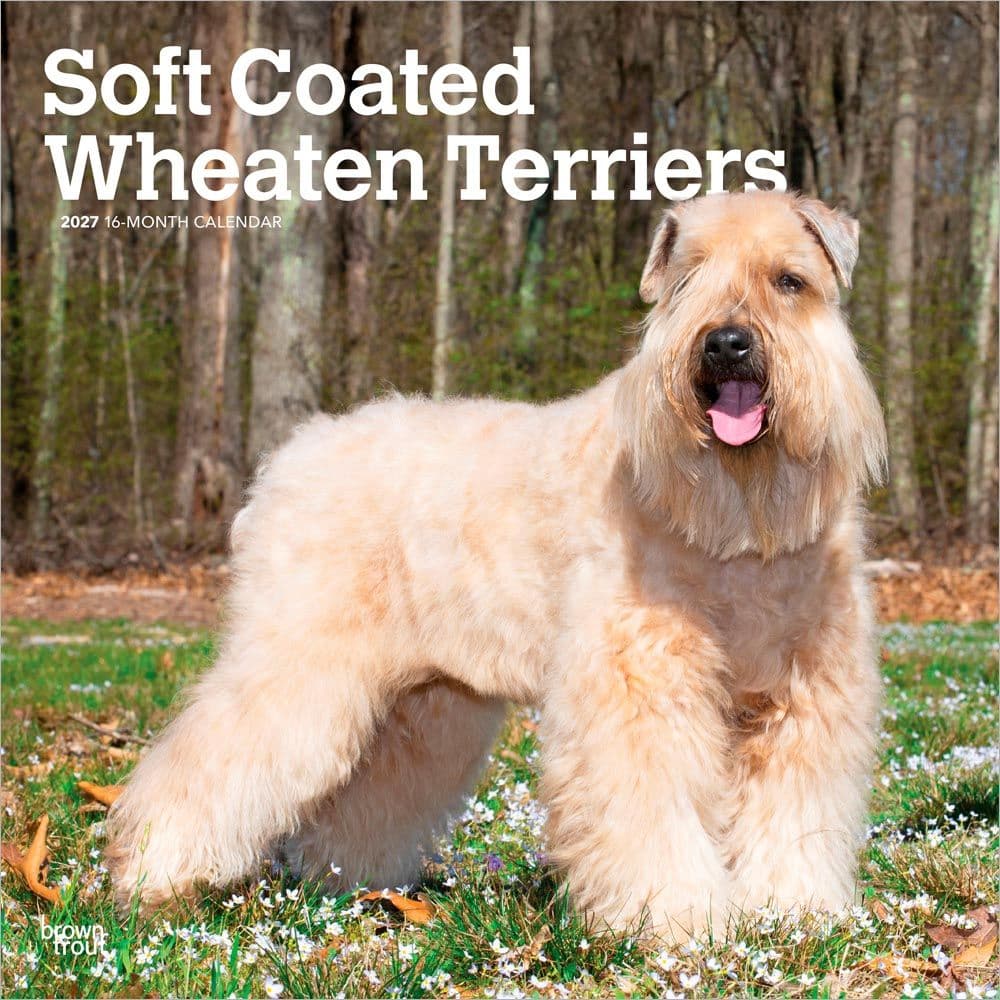 image Wheaten Terriers Soft Coated 2027 Wall Calendar Main Product Image